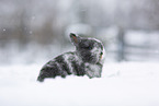 young rabbit