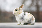 young rabbit