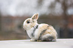 young rabbit