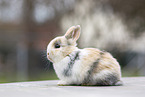 young rabbit