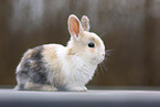 young rabbit