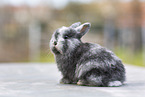 young rabbit