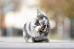 young rabbit