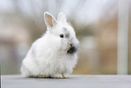 young rabbit