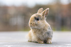 young rabbit