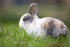 young rabbit