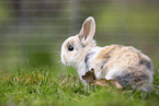 young rabbit