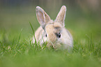 young rabbit