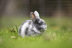 young rabbit