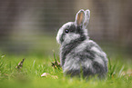 young rabbit