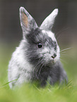 young rabbit