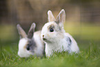 young rabbits