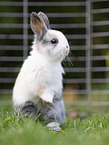 young rabbit