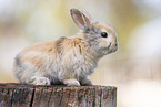 young rabbit