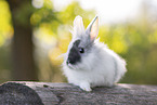 young rabbit