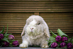 rabbit