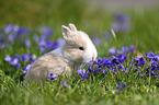 bunny baby