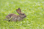 young rabbit