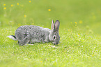 young rabbit