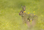 young rabbit