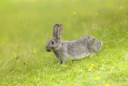 young rabbit