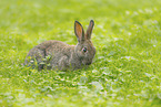 young rabbit