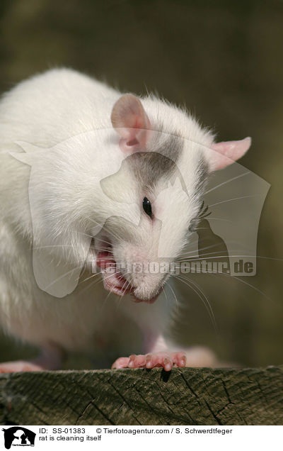 rat is cleaning itself / SS-01383