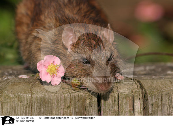 Farbratte mit Blmchen / rat with flower / SS-01387