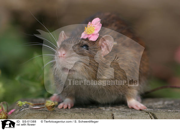 rat with flower / SS-01388