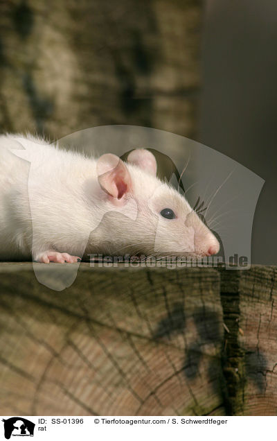 Farbratte / rat / SS-01396