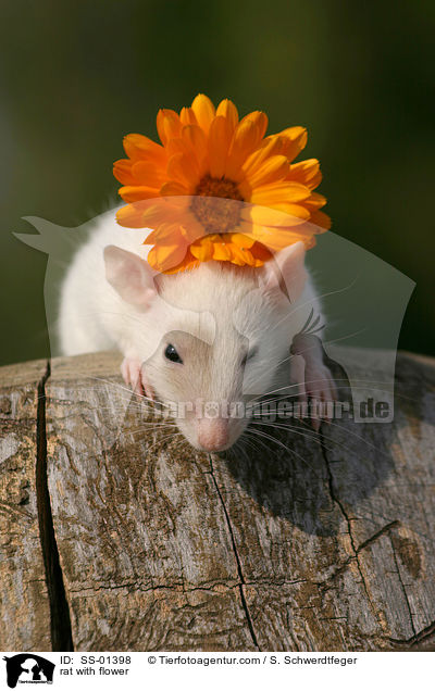 Farbratte mit Blmchen / rat with flower / SS-01398