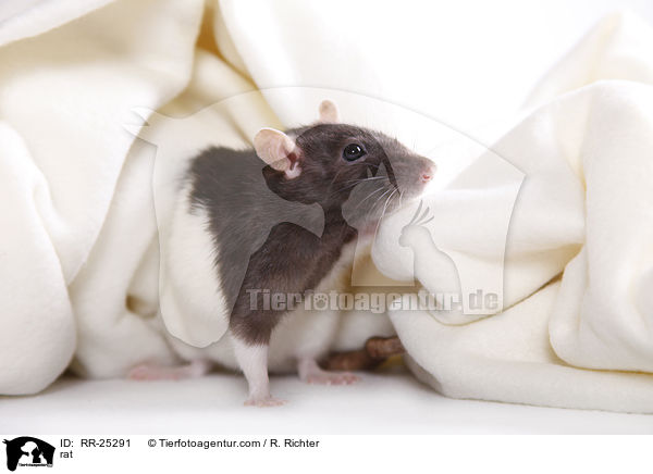 Ratte / rat / RR-25291