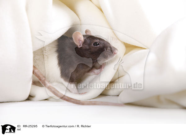 Ratte / rat / RR-25295