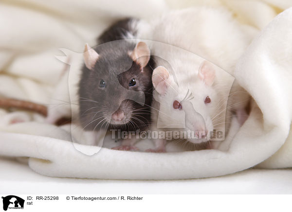 Ratte / rat / RR-25298