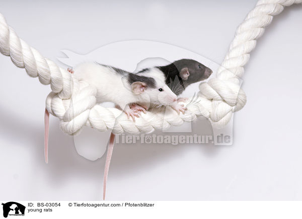 junge Ratten / young rats / BS-03054