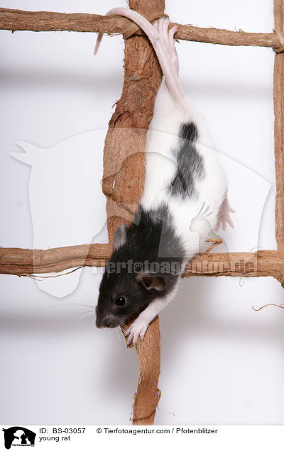 young rat / BS-03057
