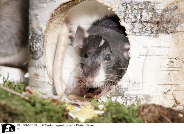 Ratte / rat / BS-03059