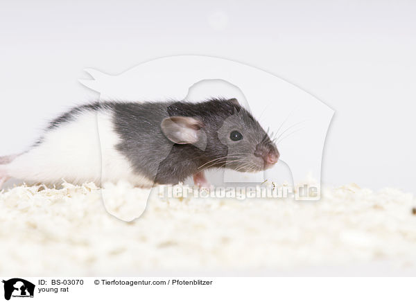 junge Ratte / young rat / BS-03070