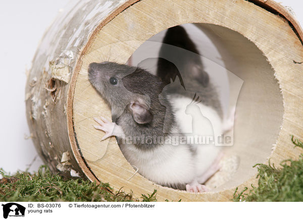 junge Ratten / young rats / BS-03076