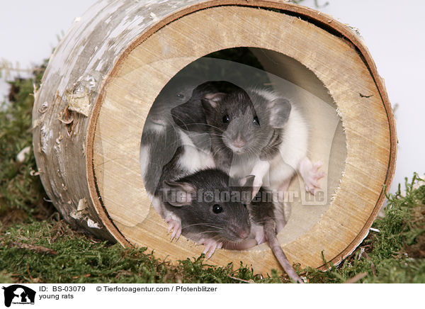 junge Ratten / young rats / BS-03079
