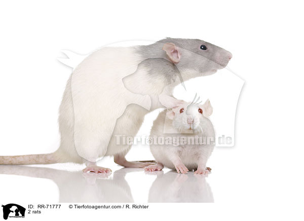 2 Ratten / 2 rats / RR-71777