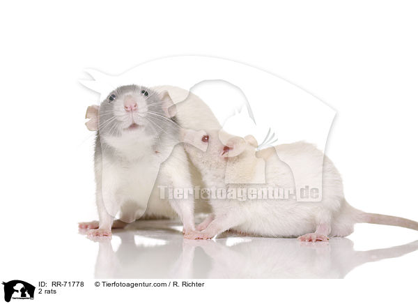 2 Ratten / 2 rats / RR-71778