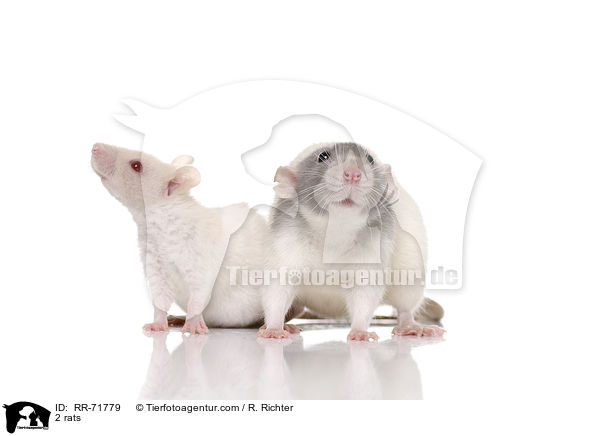 2 Ratten / 2 rats / RR-71779