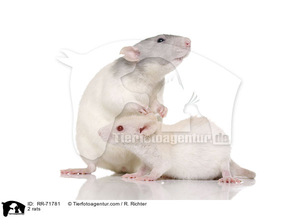 2 Ratten / 2 rats / RR-71781