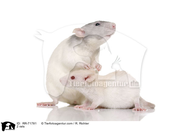 2 rats / RR-71781