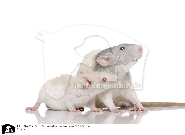 2 Ratten / 2 rats / RR-71782