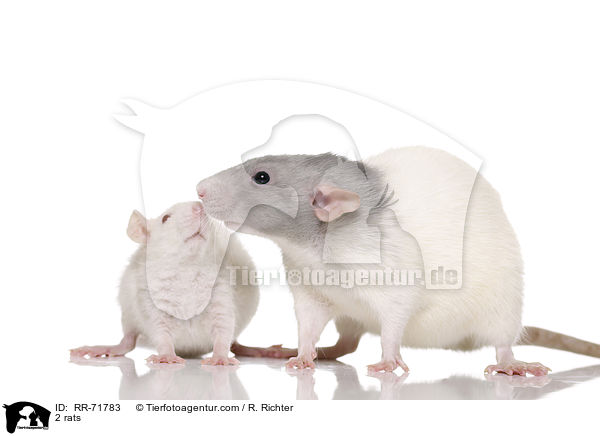 2 Ratten / 2 rats / RR-71783