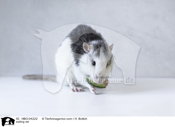 fressende Ratte / eating rat / HBO-04222