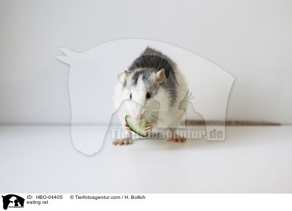 fressende Ratte / eating rat / HBO-04405