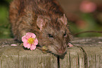 rat with flower